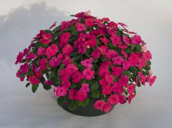 IMPATIENS LOLLIPOP ROSA NR.1000 SEMI